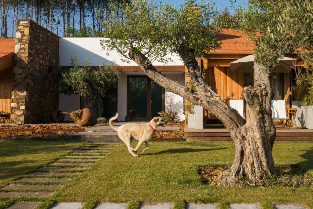 Zahrada ubytování TEIMA, Alentejo SW