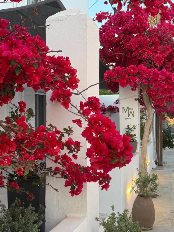 Zahrada ubytování Mellow Paros