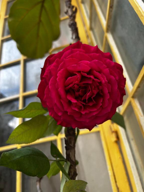 Bố cục Ở Mô Dalat