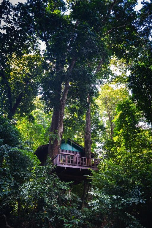 Our Jungle House - 18