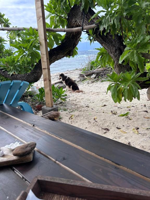 Ocean Side Bungalow, Teavaro - photo 11 - Moorea, Polynésie