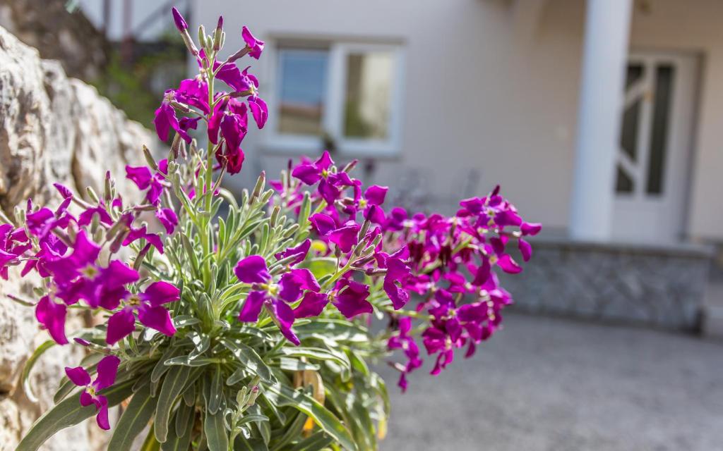 Zahrada ubytování Apartment Ana