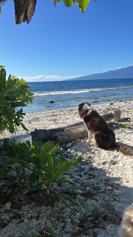 Ocean Side Bungalow, Teavaro - photo 10 - Moorea, Polynésie