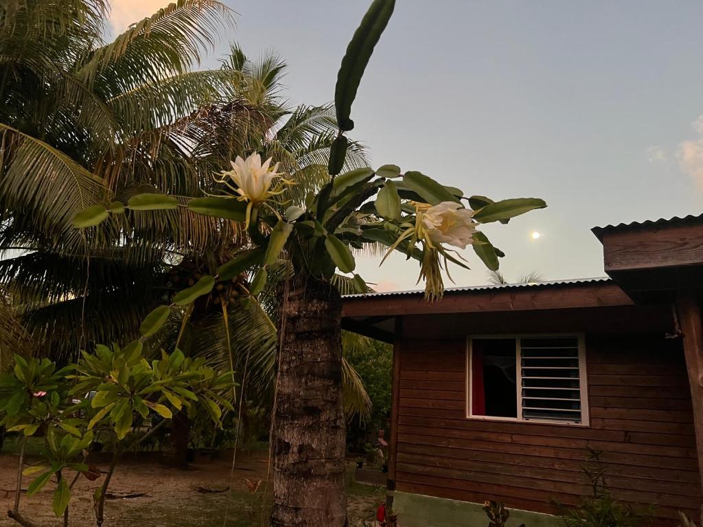 Kikon et Orama - photo 9 - Huahine, Polynésie