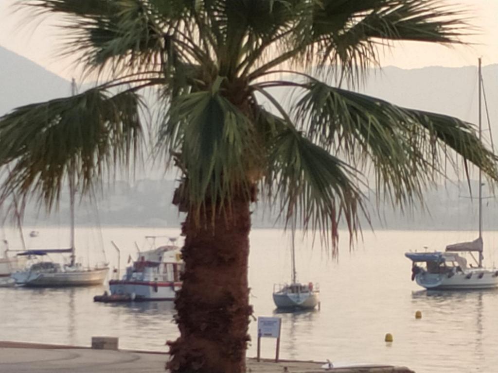 un palmier devant un plan d'eau avec des bateaux dans l'établissement Front de Mer, à Saint-Mandrier-sur-Mer