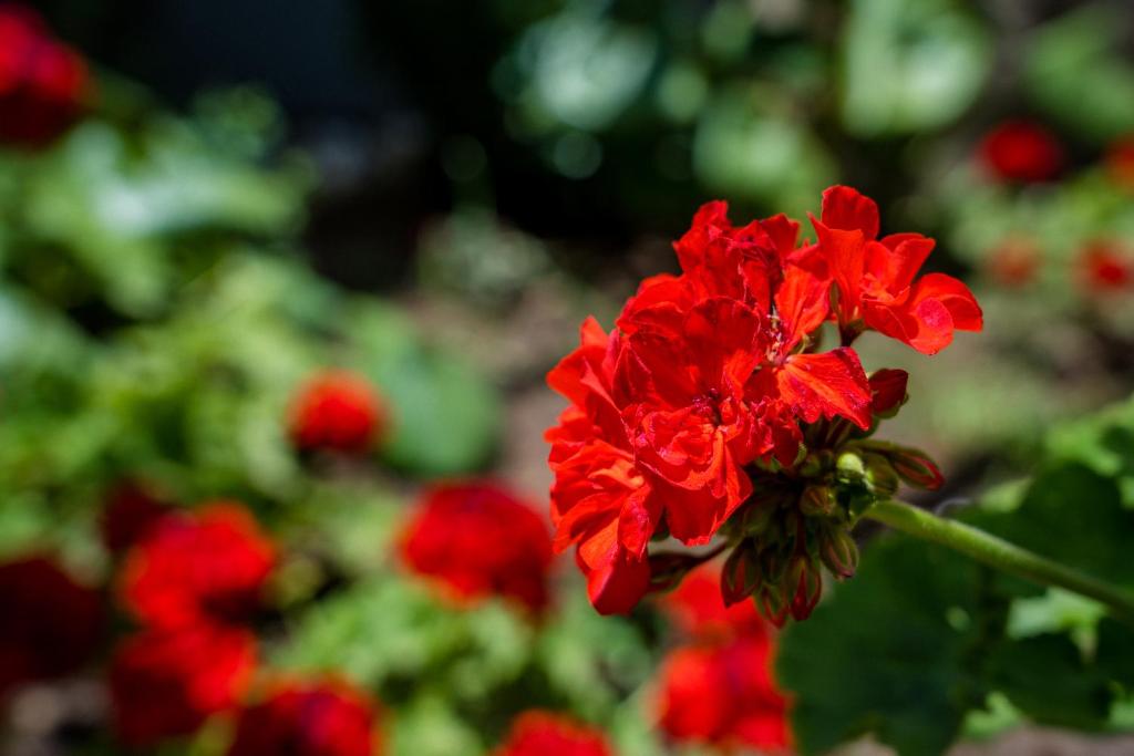 Vonkajšia záhrada v ubytovaní Il Giardino di Lucia