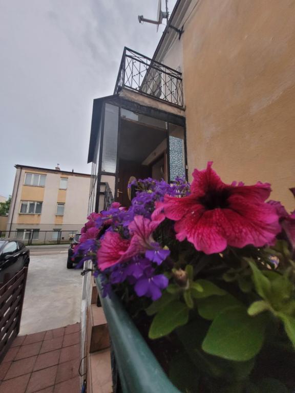 a window box with pink and purple flowers in it at Pokoje gościnne Ustronie Morskie - 260m do plaży in Ustronie Morskie