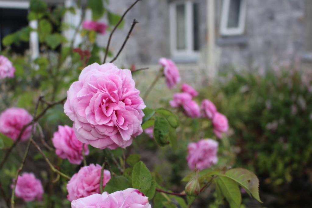 Zahrada ubytování Forest Park House B&B