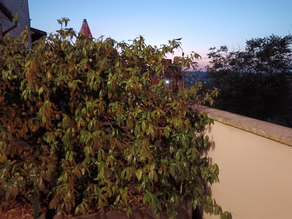 a green bush on the side of a wall at Cuore di toscana in Colle Val D'Elsa