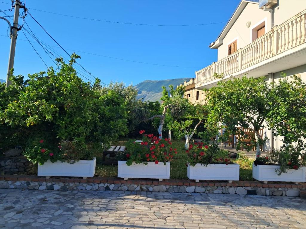a row of potted plants in front of a building at Orikum Apartments in Vlorë