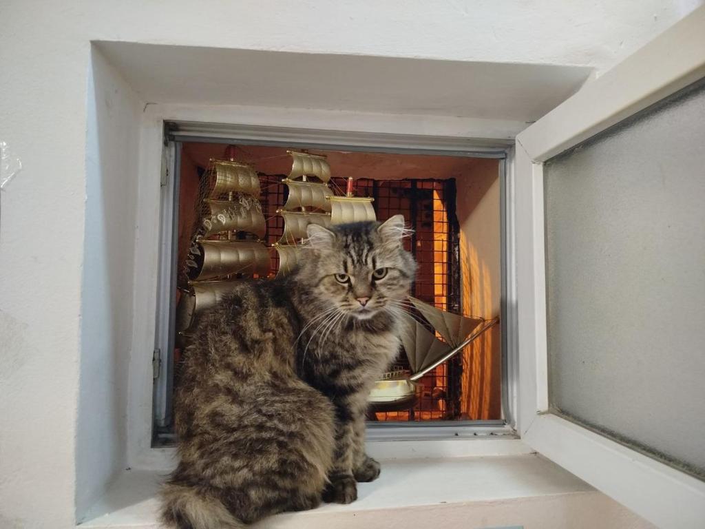 Κατοικίδιο ή κατοικίδια επισκεπτών που μένουν στο Harmony Backpackers Hostel