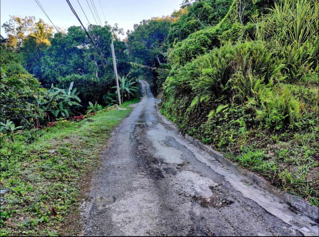 a dirt road in the middle of a forest at The Bellagio Luxury Inn in Breadnut Hill
