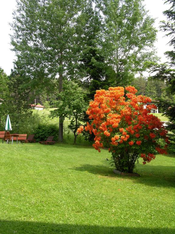 Zahrada ubytování GarniHotel - Arberblick