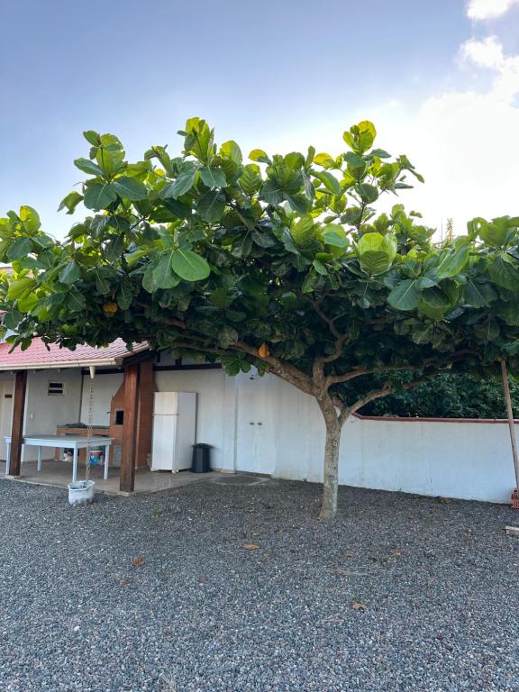 ein Baum mit grünen Blättern vor einem Gebäude in der Unterkunft Casa das Palmeiras - 80 metros do mar in Navegantes
