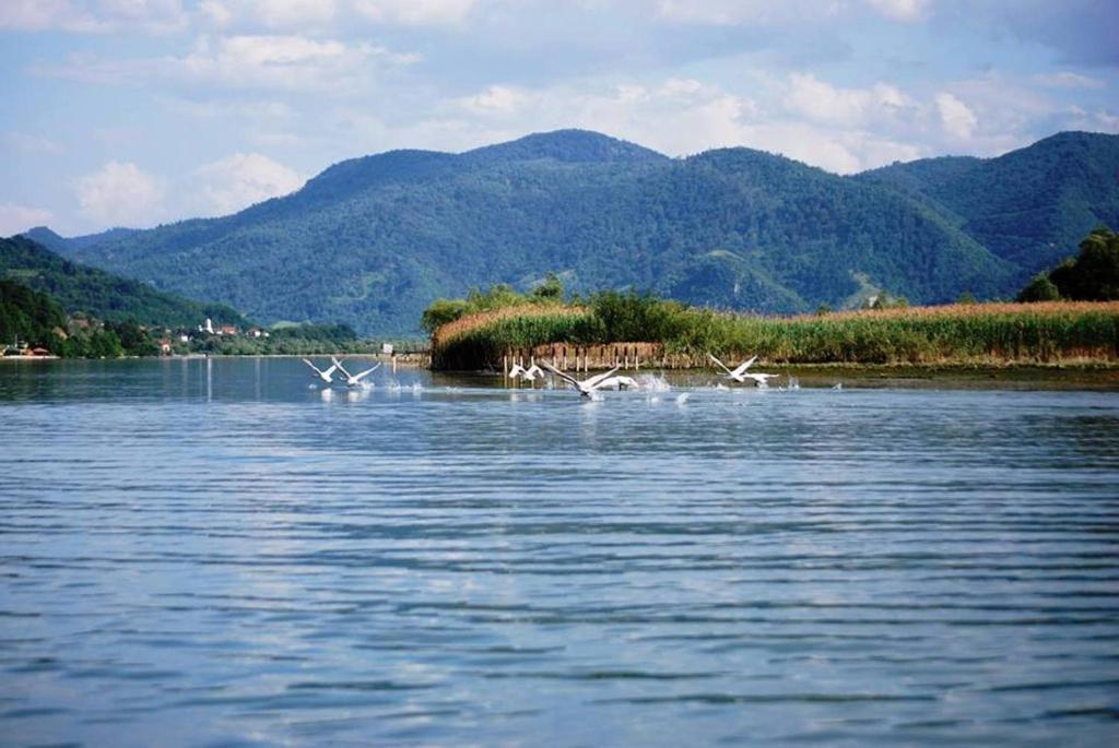 a flock of birds flying over a body of water at Hotel Royal Drina in Mali Zvornik
