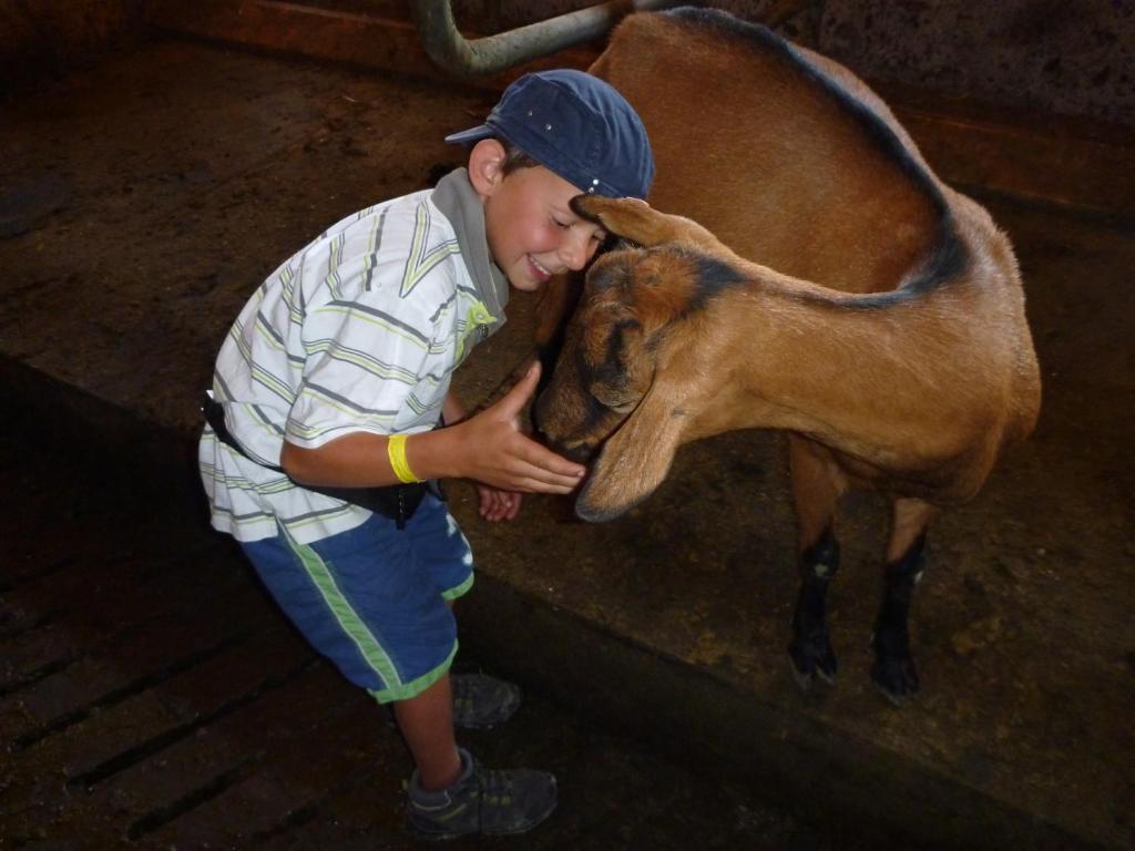 Zvířata v farmy nebo okolí