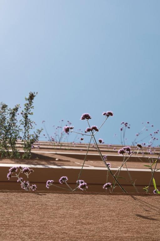 Ikima Living - Resim 37