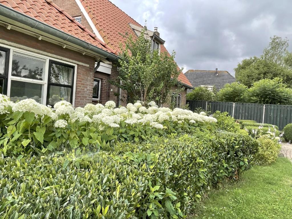a garden of white roses in front of a house at Equi Guidance Studio in Wapenveld