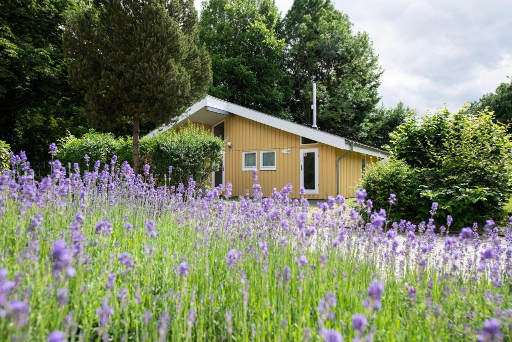 a field of purple flowers in front of a house at Seeschwalbe 242 in Mirow