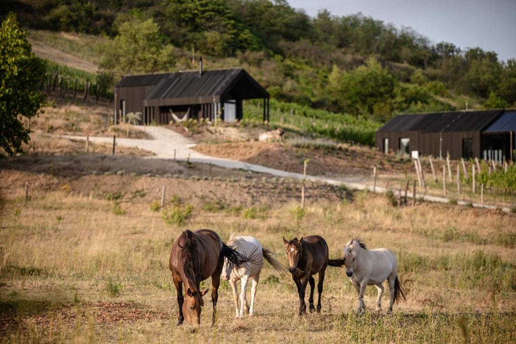 a group of horses standing in a field at Kosa Estate in Štúrovo