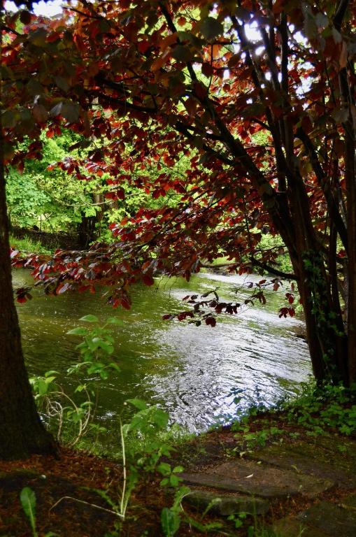 a group of ducks swimming in a river at Ferienwohnung an der Örtze in Müden