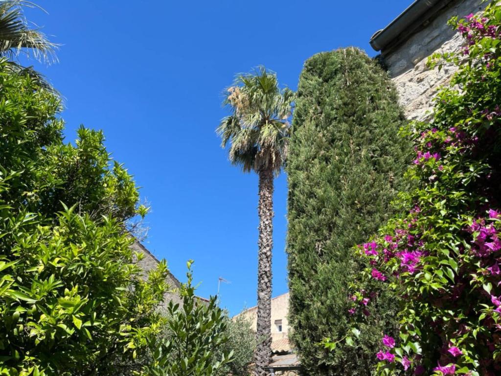 a palm tree in the middle of some plants at Chambres d'hotes lecortile in Villeneuve-lès-Maguelonne