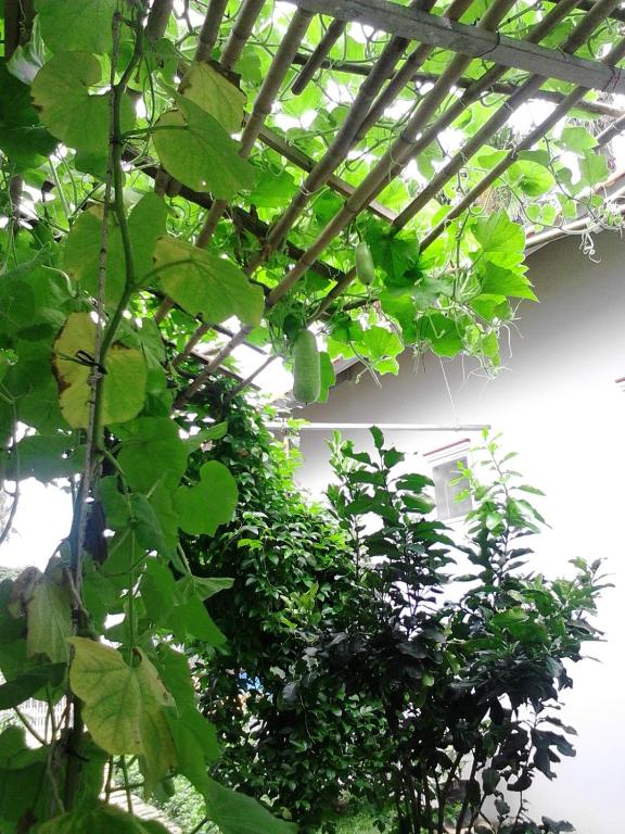 Manh Duyen Garden Homestay - 带花园的公寓