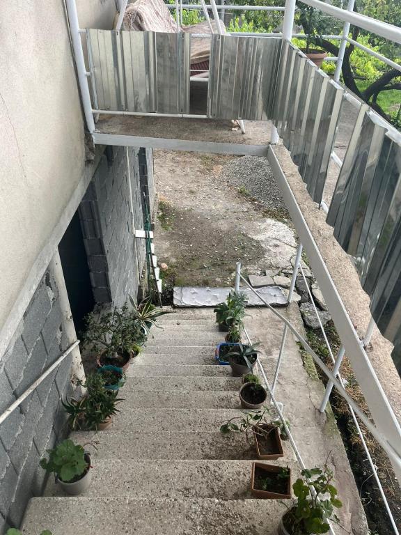 Kebun di luar Lorenzo Budget Hostel