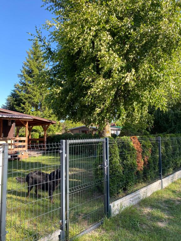a dog laying in the grass behind a fence at Letnisko na Pierkunowie in Giżycko
