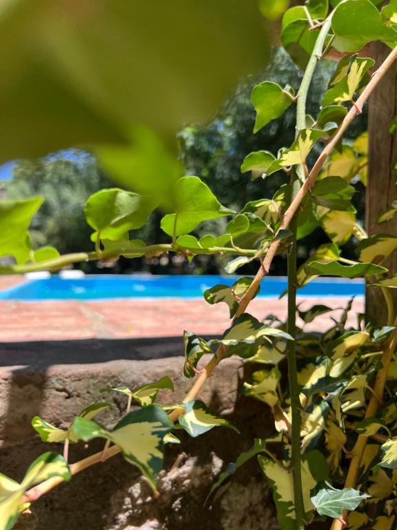eine Pflanze mit grünen Blättern vor einem Pool in der Unterkunft Las Camellias in La Cumbre