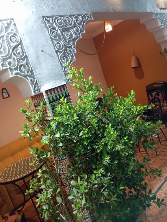 マラケシュにあるRiad Sun Medina Terraceのテーブルのある部屋に置かれた植物の群れ