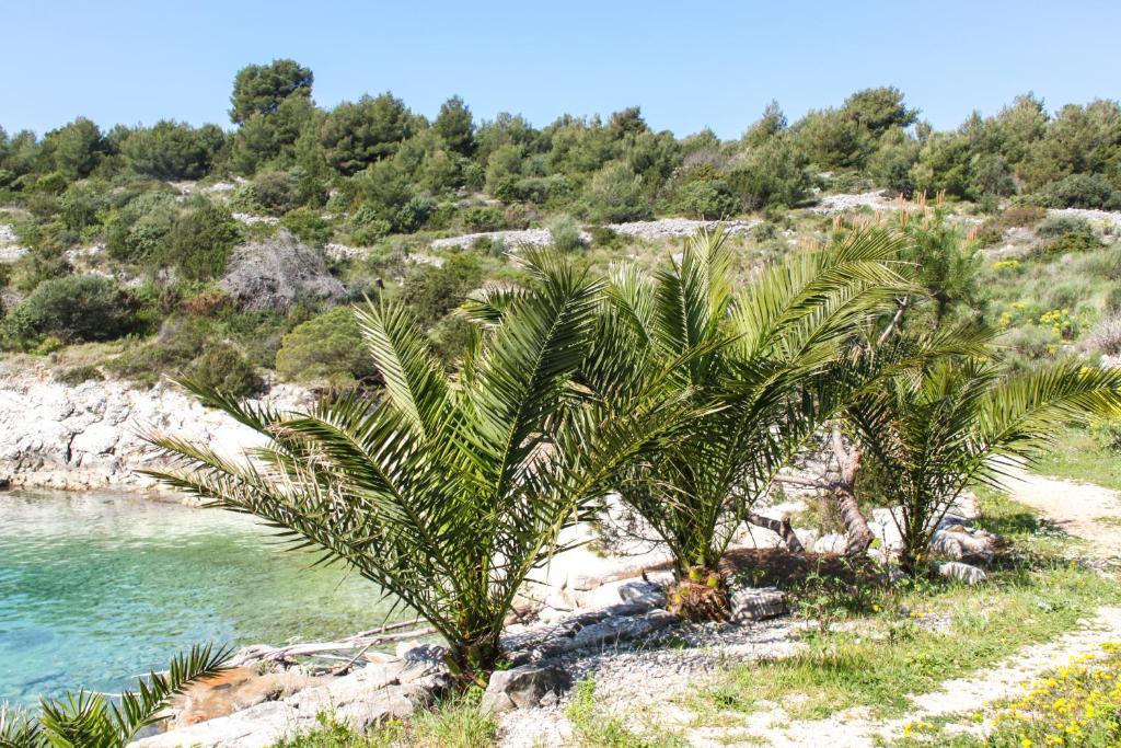 a palm tree on the side of a river at Vila Tatinja in Trogir