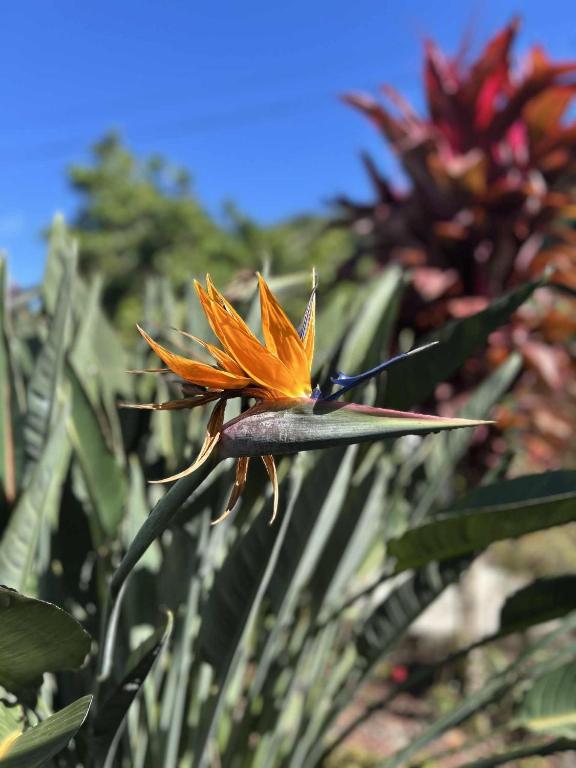 une fermeture d'une fleur orange sur une plante dans l'établissement Notre Z'oiseau de Paradis, à Saint-André