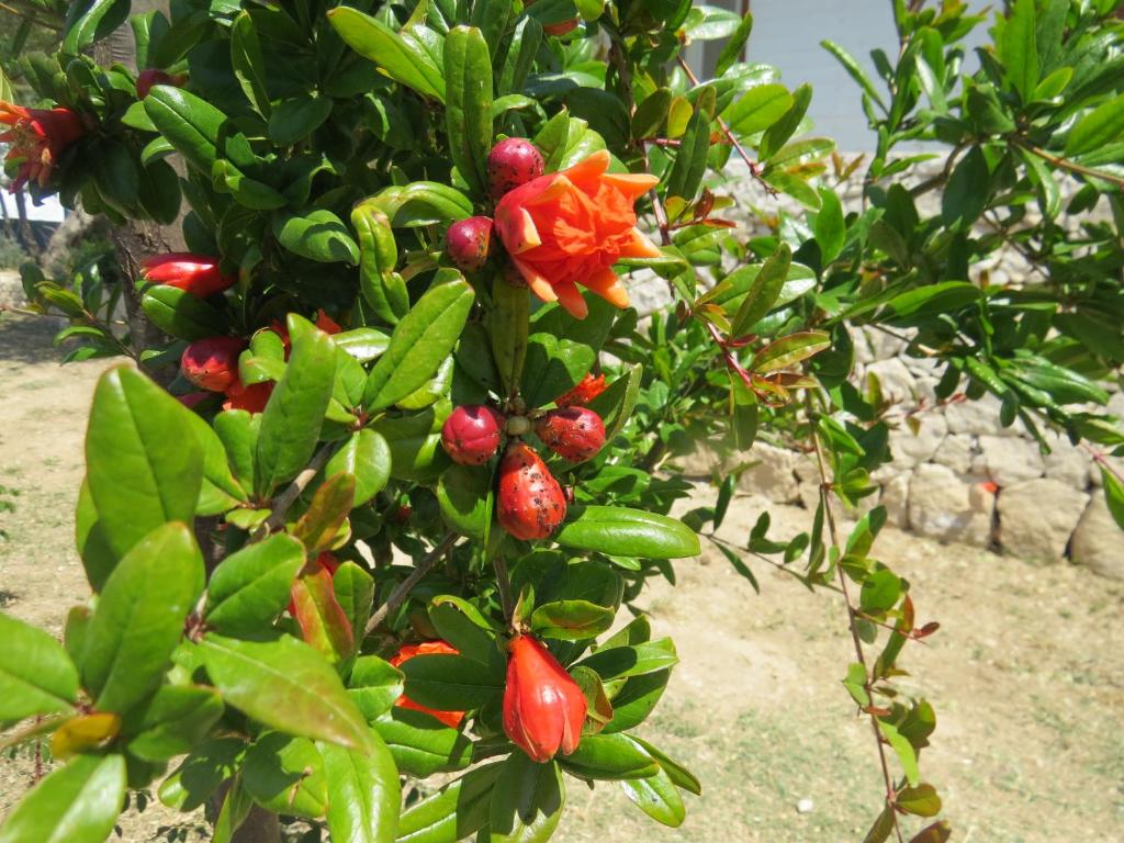 Zahrada ubytování Camping Fiori di Noto
