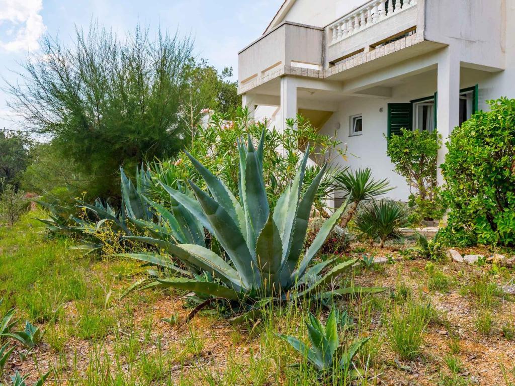 a green plant in front of a house at Apartments in Barbat - Insel Rab 17610 in Barbat na Rabu