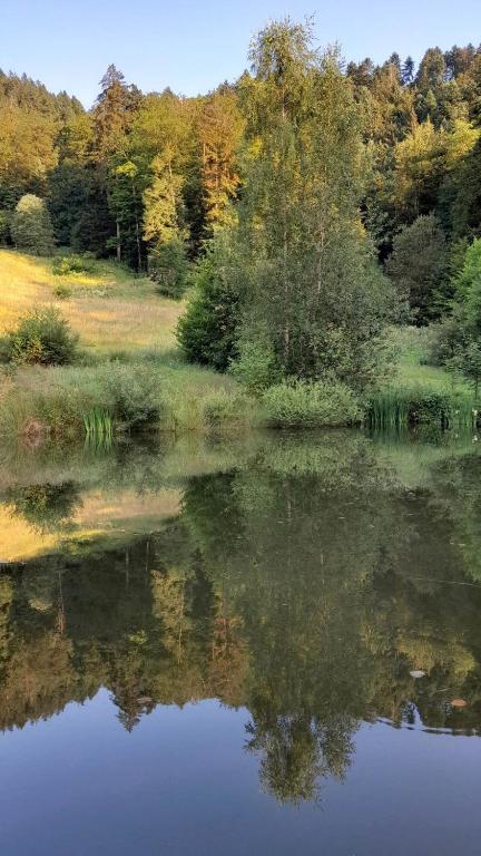 une masse d'eau avec des arbres à l'arrière-plan dans l'établissement RELAX CHALET Nature Retreat - isolé sur 3 hectares - confort de LUXE - maison entière 150m2 - près de La Bresse, à Basse-sur-le-Rupt
