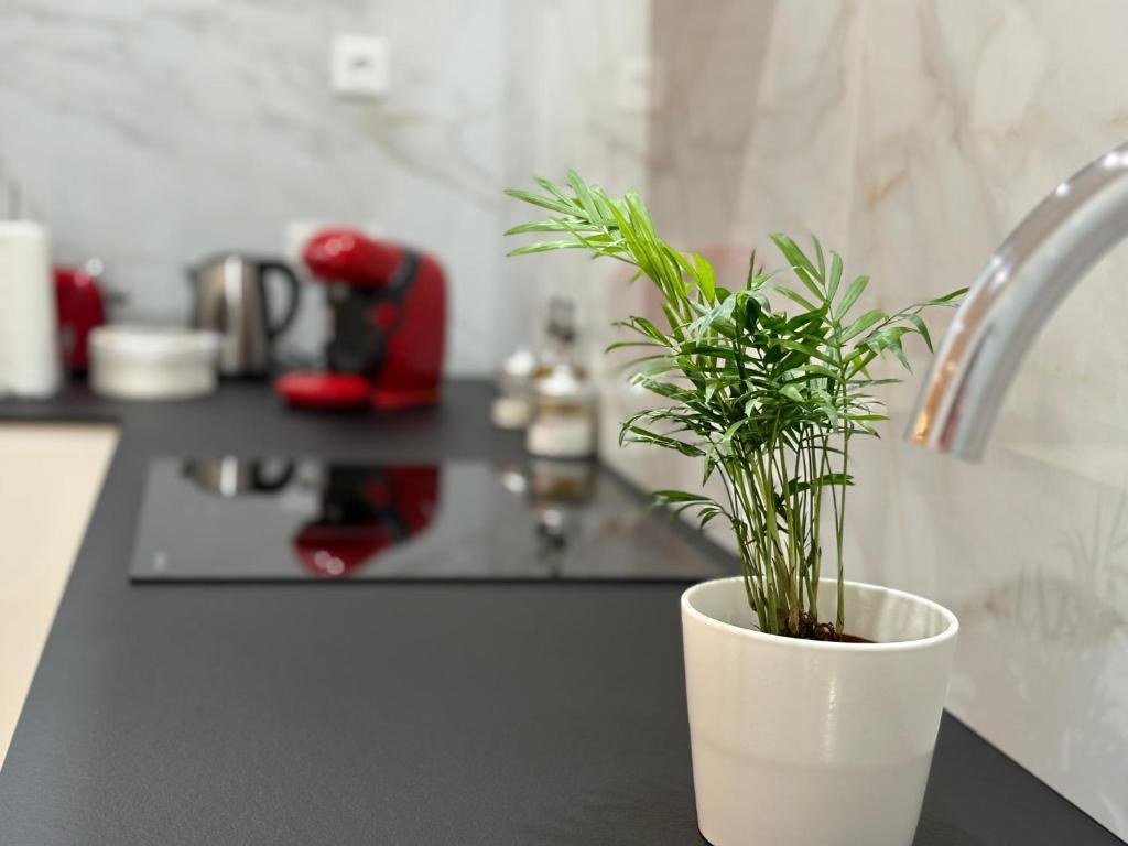 a plant in a white pot on a kitchen counter at Malladoura Passive House in Porriño