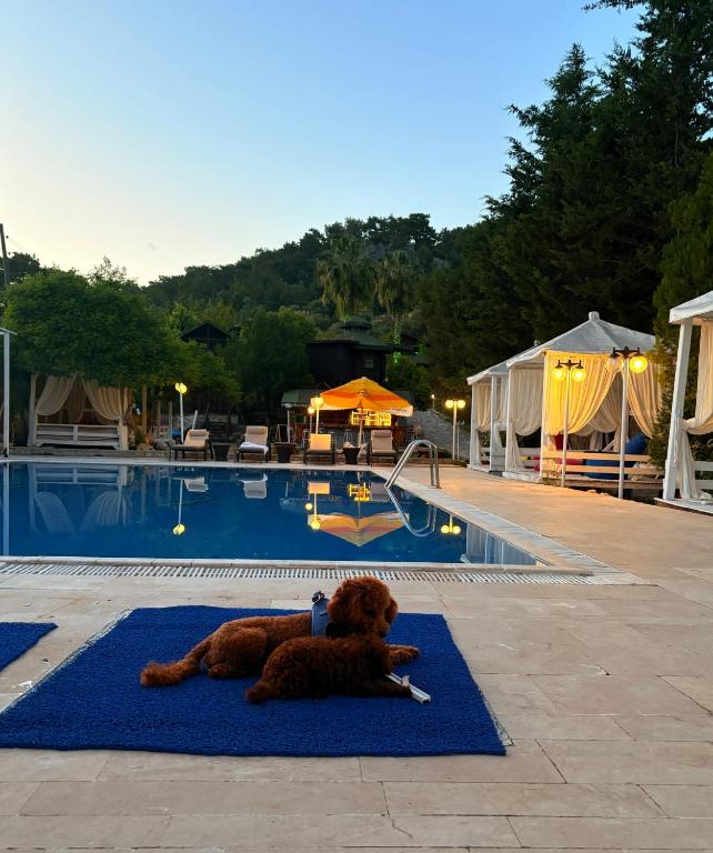 a brown dog laying on a blue rug next to a swimming pool at Olympos Talara by Arzum in Kumluca