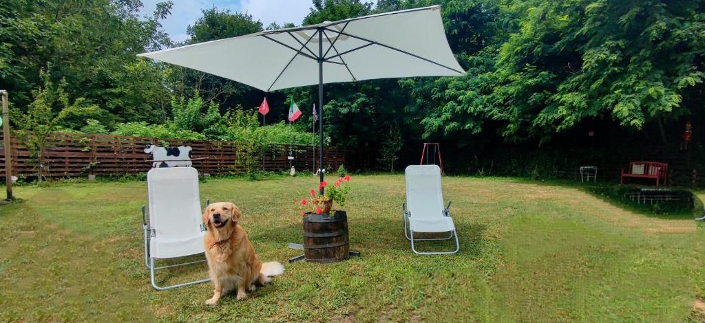 a dog sitting in a yard with two chairs and an umbrella at Il Vecchio Fienile in Millesimo