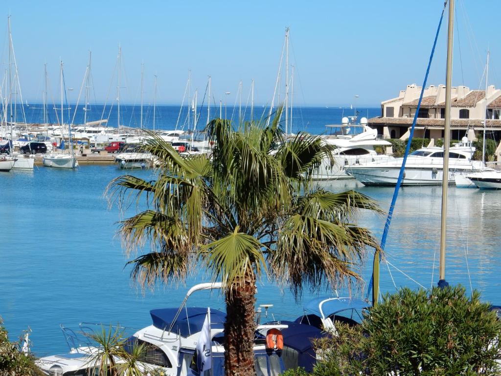 un palmier en face d'un port de plaisance avec des bateaux dans l'établissement Les Marines de Cogolin, à Cogolin