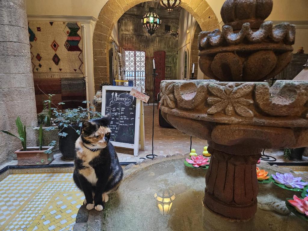Domácí mazlíčci ubytovaní s hosty v ubytování Les Terrasses d'Essaouira - Yoga Studio