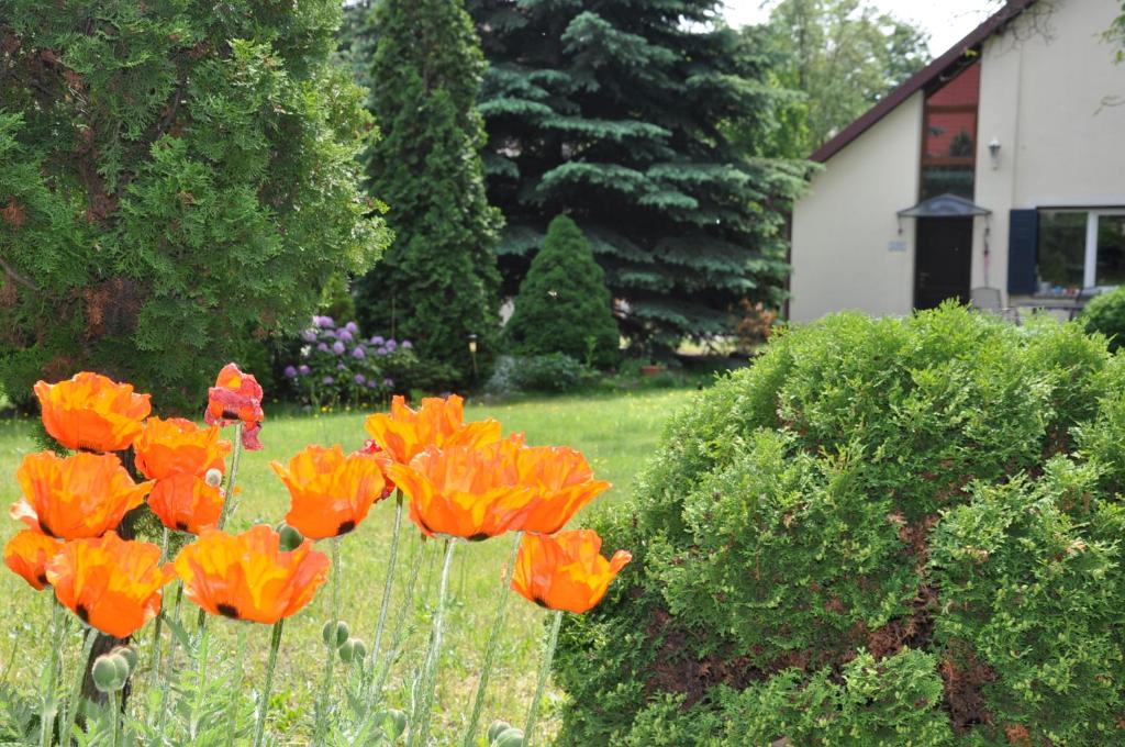Vonkajšia záhrada v ubytovaní BE WELL 3-Rooms Apartment with Parking and Garden