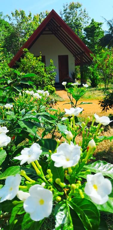 Sigiri Enaya Cottage - 15