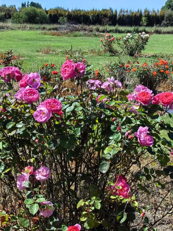 Cozy 3 ?????? - Resim 16