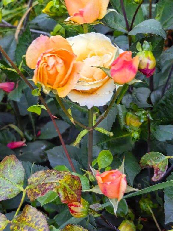 Cozy 3 ?????? - Resim 15