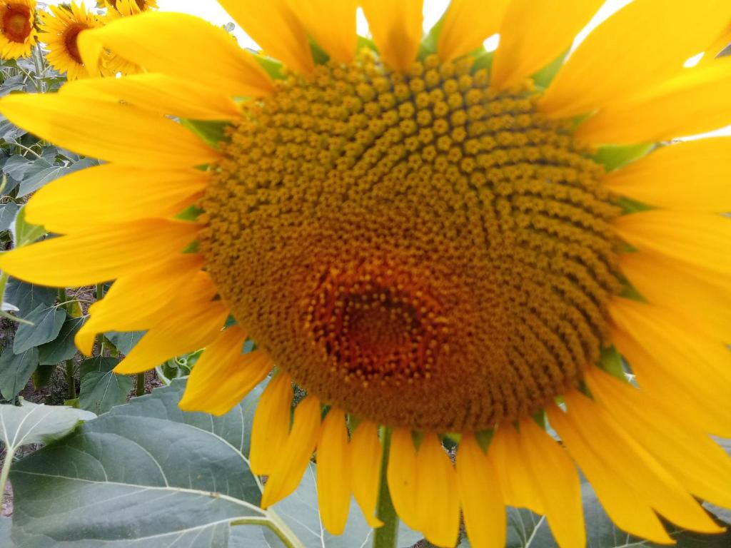 a close up of a yellow sunflower at chambre chez sylvie in Haux