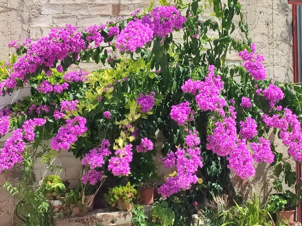 a bunch of purple flowers in pots on a wall at Antica Cluviae in Palombaro