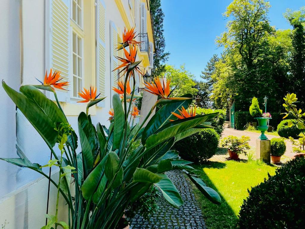 a garden with orange flowers next to a building at Villa Schloss Rimsingen Fine Apartments in Breisach am Rhein