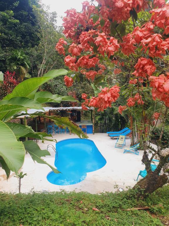 a pool with blue chairs and a tree with red flowers at Plaza Tucanito - jungle up your life in Cahuita