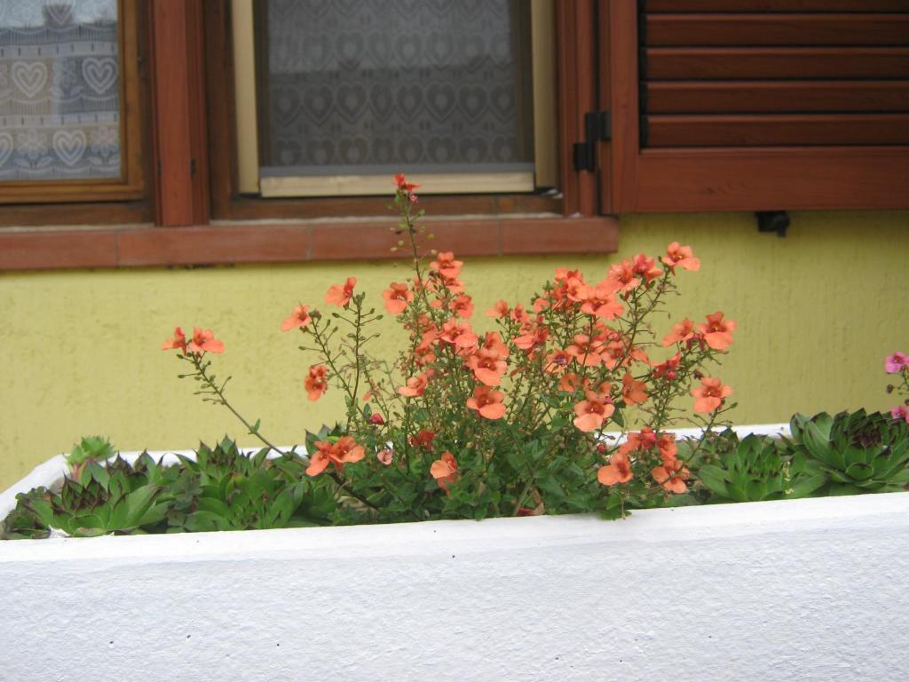 een bloempot met oranje bloemen voor een raam bij Apartment Meridiana in Rovinj